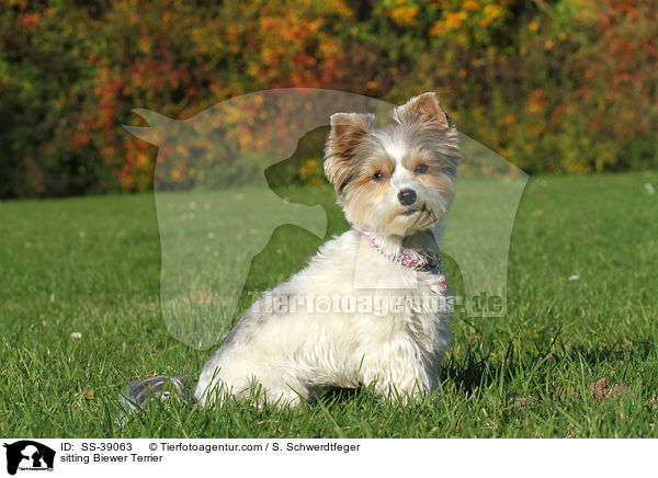 sitzender Biewer Terrier / sitting Biewer Terrier / SS-39063