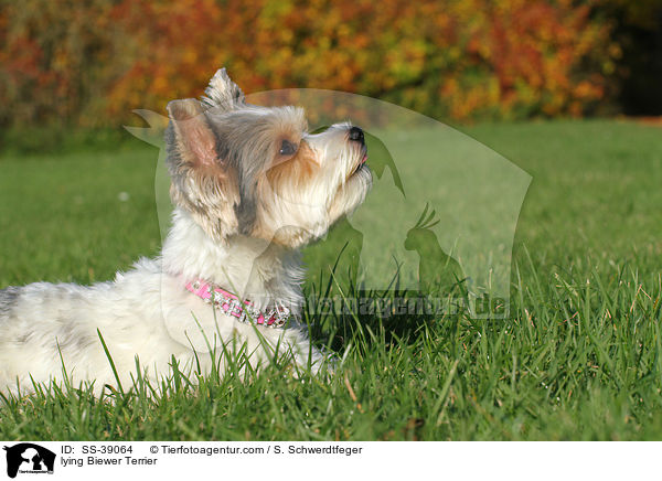 liegender Biewer Terrier / lying Biewer Terrier / SS-39064