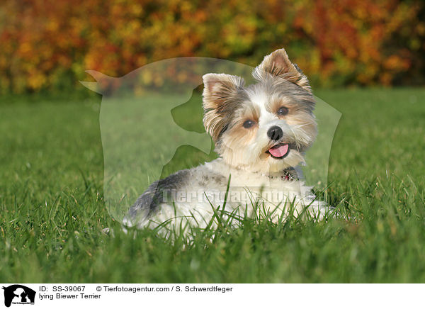 liegender Biewer Terrier / lying Biewer Terrier / SS-39067