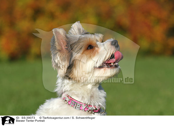 Biewer Terrier Portrait / Biewer Terrier Portrait / SS-39073
