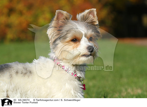 Biewer Terrier Portrait / Biewer Terrier Portrait / SS-39074