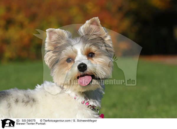 Biewer Terrier Portrait / Biewer Terrier Portrait / SS-39075