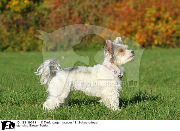 stehender Biewer Terrier / standing Biewer Terrier / SS-39078