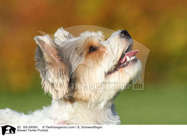 Biewer Terrier Portrait / Biewer Terrier Portrait / SS-39080
