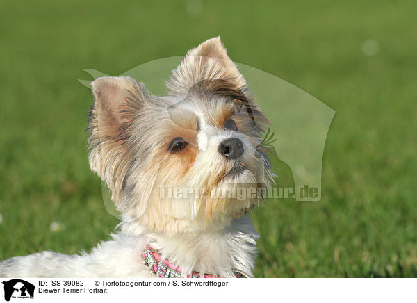 Biewer Terrier Portrait / Biewer Terrier Portrait / SS-39082