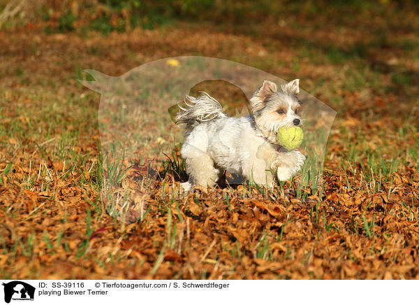 spielender Biewer Terrier / playing Biewer Terrier / SS-39116