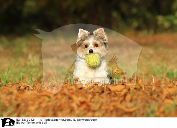 Biewer Terrier mit Ball / Biewer Terrier with ball / SS-39121