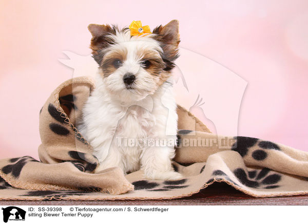 Biesitzender Biewer Terrier Welpe / sitting Biewer Terrier Puppy / SS-39398