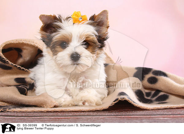 liegender Biewer Terrier Welpe / lying Biewer Terrier Puppy / SS-39399