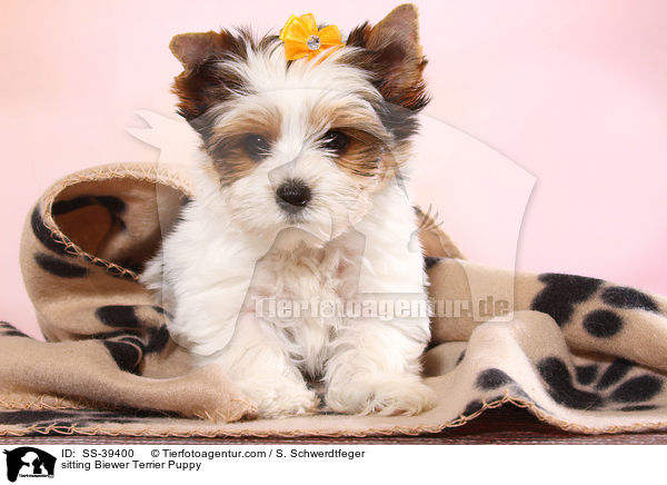 sitzender Biewer Terrier Welpe / sitting Biewer Terrier Puppy / SS-39400