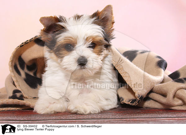 liegender Biewer Terrier Welpe / lying Biewer Terrier Puppy / SS-39402