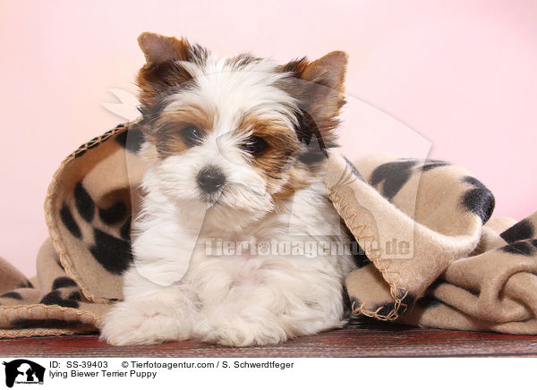 liegender Biewer Terrier Welpe / lying Biewer Terrier Puppy / SS-39403