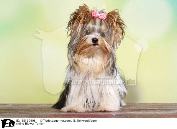 sitzender Biewer Terrier / sitting Biewer Terrier / SS-39408