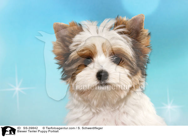 Biewer Terrier Welpe Portrait / Biewer Terrier Puppy Portrait / SS-39842
