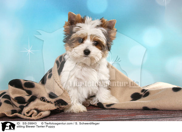sitzender Biewer Terrier Welpe / sitting Biewer Terrier Puppy / SS-39843