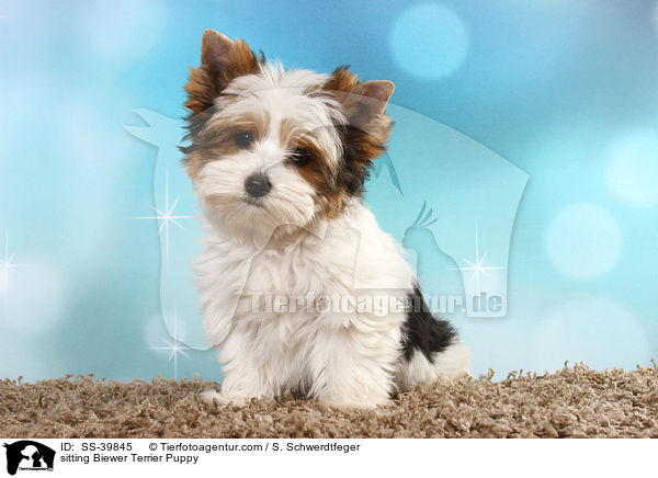 sitzender Biewer Terrier Welpe / sitting Biewer Terrier Puppy / SS-39845