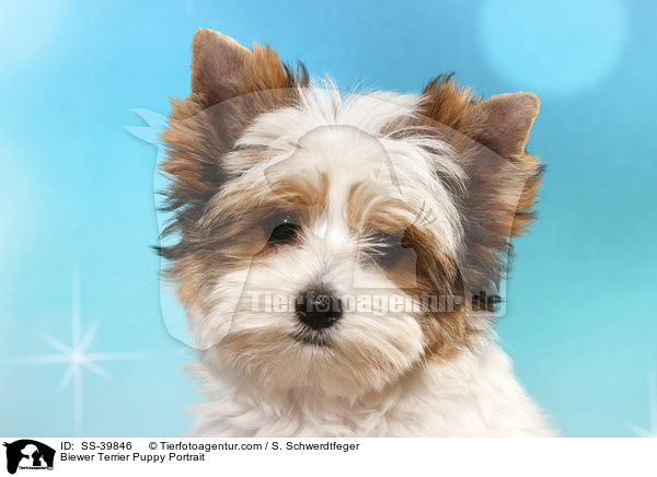 Biewer Terrier Welpe Portrait / Biewer Terrier Puppy Portrait / SS-39846
