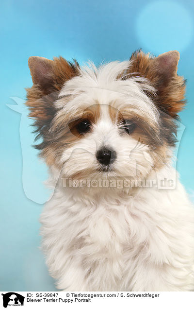 Biewer Terrier Welpe Portrait / Biewer Terrier Puppy Portrait / SS-39847