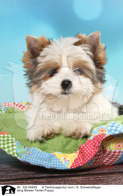 liegender Biewer Terrier Welpe / lying Biewer Terrier Puppy / SS-39849
