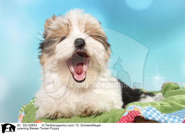 ghnender Biewer Terrier Welpe / yawning Biewer Terrier Puppy / SS-39853