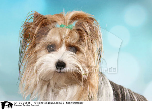 Biewer Terrier Portrait / Biewer Terrier Portrait / SS-39855
