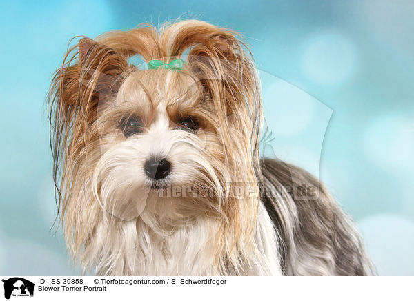 Biewer Terrier Portrait / Biewer Terrier Portrait / SS-39858