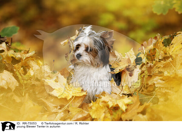 junger Biewer Terrier im Herbst / young Biewer Terrier in autumn / RR-75053