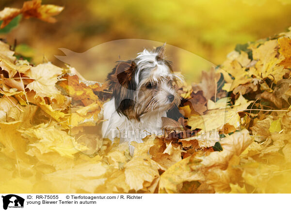 junger Biewer Terrier im Herbst / young Biewer Terrier in autumn / RR-75055