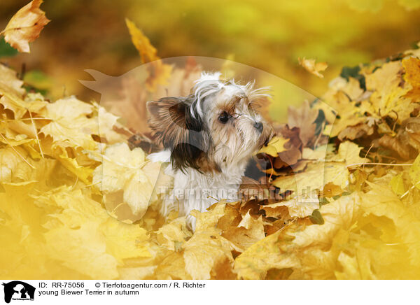 junger Biewer Terrier im Herbst / young Biewer Terrier in autumn / RR-75056