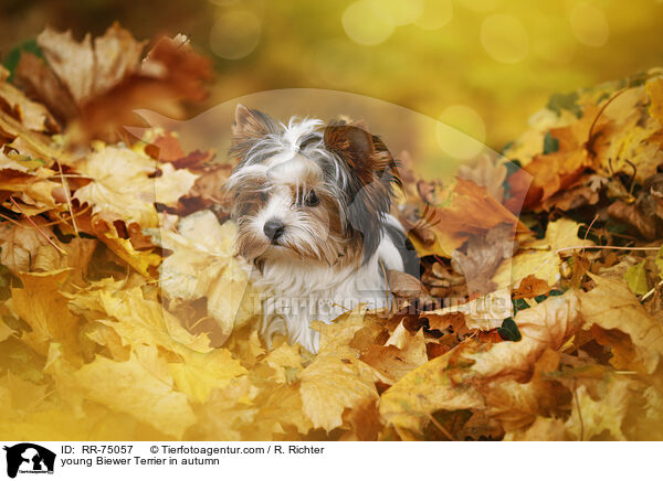 junger Biewer Terrier im Herbst / young Biewer Terrier in autumn / RR-75057