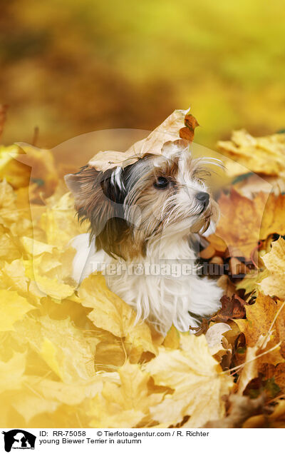 young Biewer Terrier in autumn / RR-75058