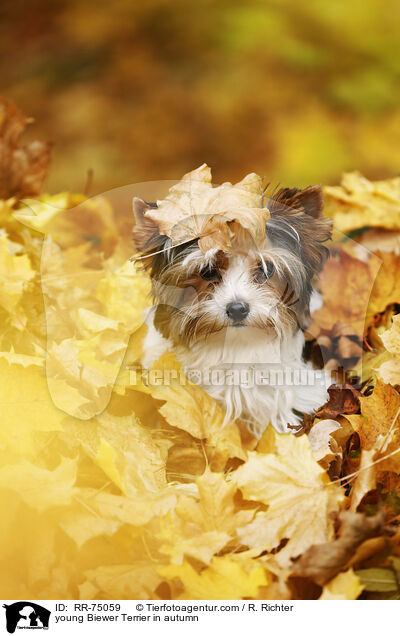 junger Biewer Terrier im Herbst / young Biewer Terrier in autumn / RR-75059