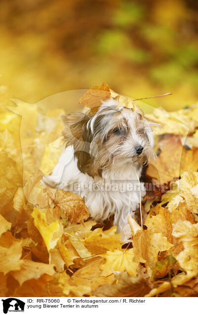 junger Biewer Terrier im Herbst / young Biewer Terrier in autumn / RR-75060