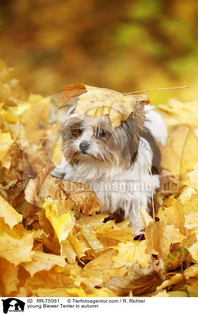 junger Biewer Terrier im Herbst / young Biewer Terrier in autumn / RR-75061
