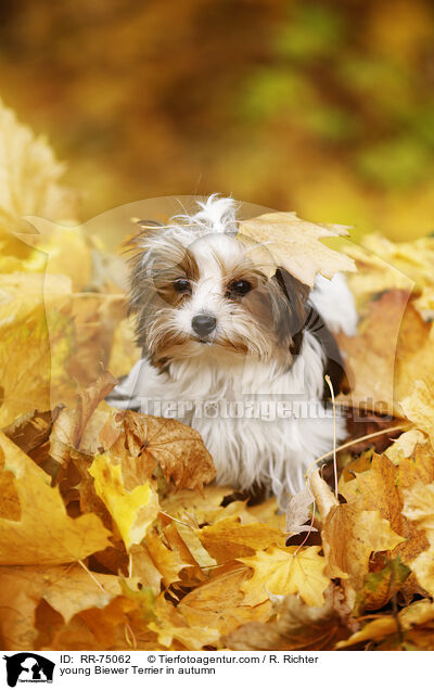 junger Biewer Terrier im Herbst / young Biewer Terrier in autumn / RR-75062