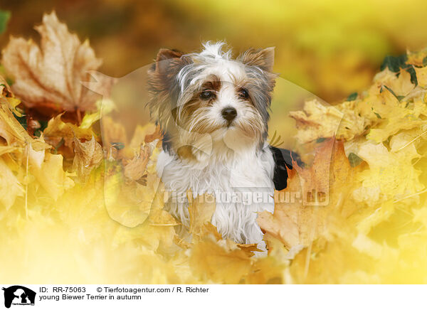 junger Biewer Terrier im Herbst / young Biewer Terrier in autumn / RR-75063