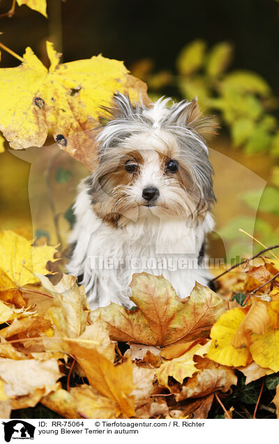 junger Biewer Terrier im Herbst / young Biewer Terrier in autumn / RR-75064