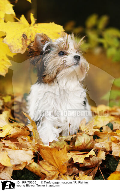 junger Biewer Terrier im Herbst / young Biewer Terrier in autumn / RR-75065