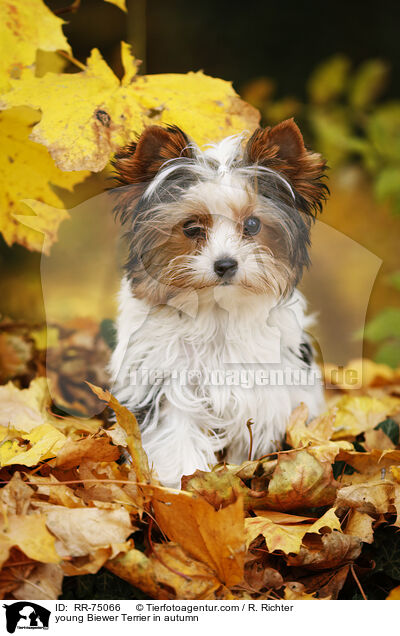 junger Biewer Terrier im Herbst / young Biewer Terrier in autumn / RR-75066