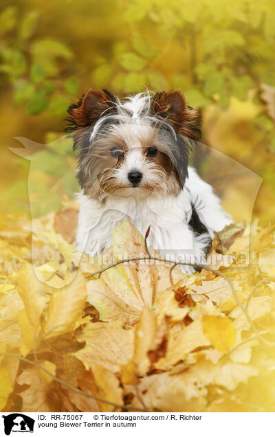 junger Biewer Terrier im Herbst / young Biewer Terrier in autumn / RR-75067