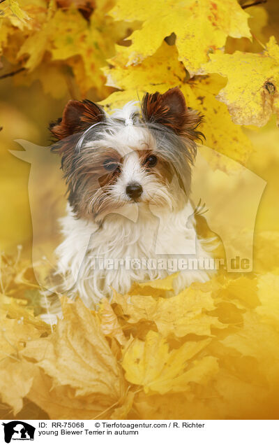junger Biewer Terrier im Herbst / young Biewer Terrier in autumn / RR-75068