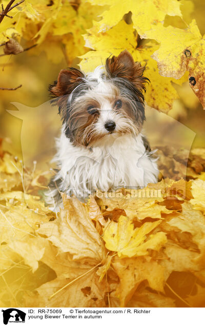junger Biewer Terrier im Herbst / young Biewer Terrier in autumn / RR-75069