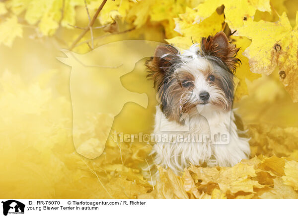 junger Biewer Terrier im Herbst / young Biewer Terrier in autumn / RR-75070