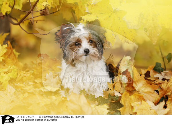 junger Biewer Terrier im Herbst / young Biewer Terrier in autumn / RR-75071