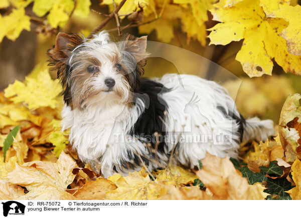 junger Biewer Terrier im Herbst / young Biewer Terrier in autumn / RR-75072