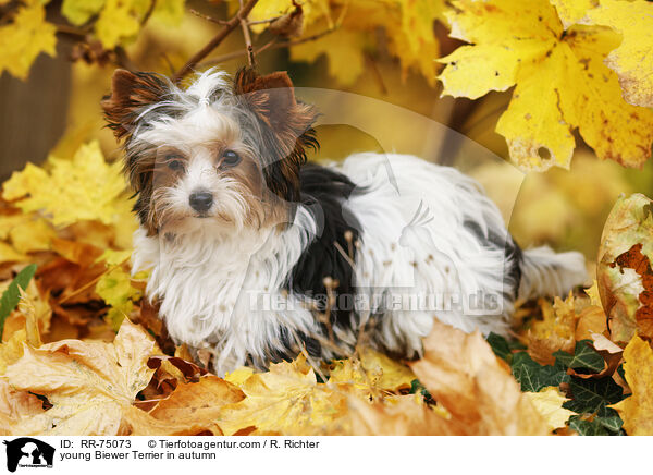 junger Biewer Terrier im Herbst / young Biewer Terrier in autumn / RR-75073
