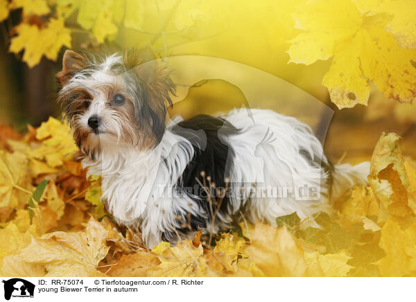 junger Biewer Terrier im Herbst / young Biewer Terrier in autumn / RR-75074