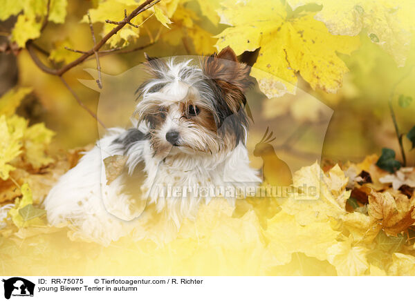 junger Biewer Terrier im Herbst / young Biewer Terrier in autumn / RR-75075