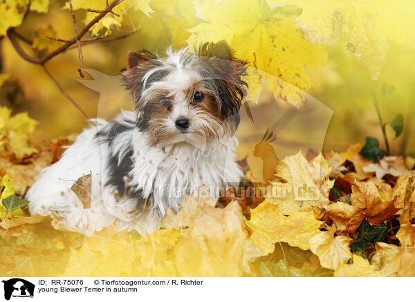 junger Biewer Terrier im Herbst / young Biewer Terrier in autumn / RR-75076