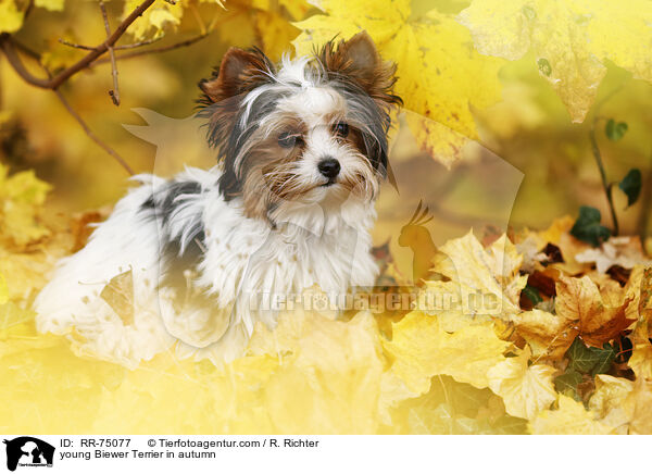 junger Biewer Terrier im Herbst / young Biewer Terrier in autumn / RR-75077